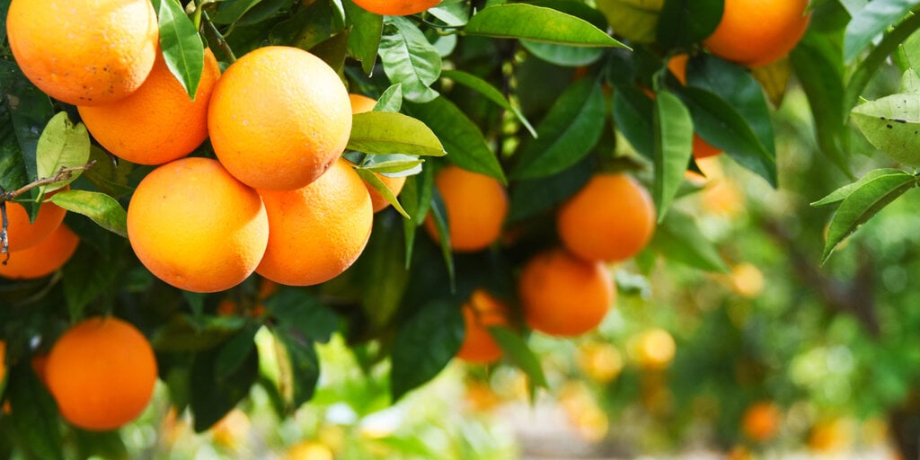 Binance Is Like a Grocery Store Selling Oranges and SEC Should Leave It Alone, Says Crypto Lobby Group